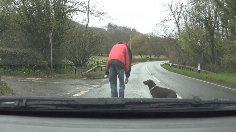 Man Rescues Lost Dog In Middle of the Road (VIDEO)