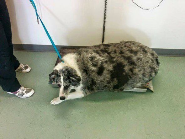 Hull’s Haven Border Collie Rescue