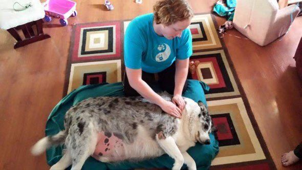 Hull’s Haven Border Collie Rescue
