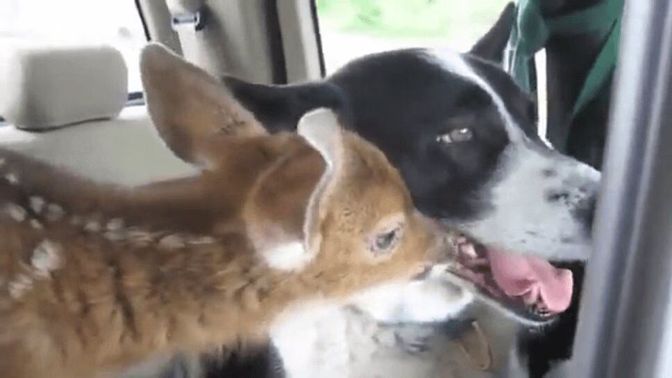 Orphaned Baby Deer Mistakes Dog for Parent - So Sweet! (VIDEO)