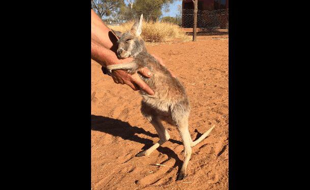 Orphaned Baby Kangaroo Will Love You Forever (VIDEO)