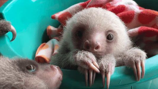 Orphaned Baby Sloths Learning How To Climb - Adorable! (VIDEO)