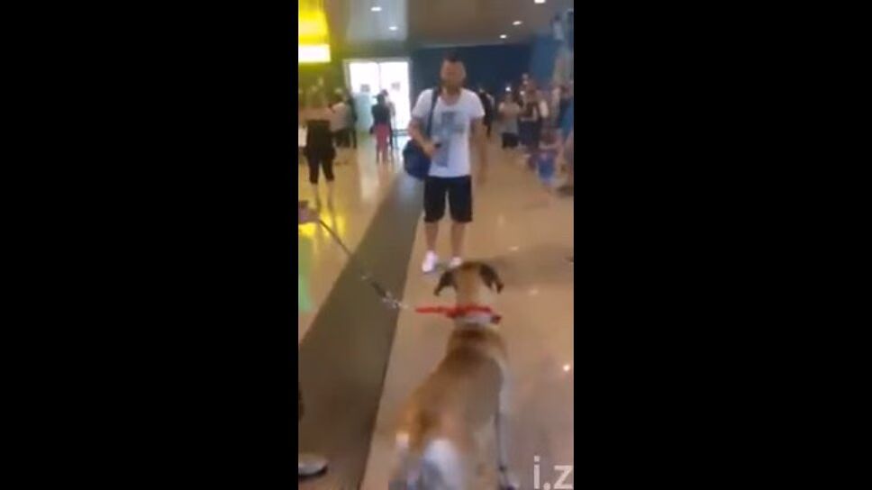 Precious Dog Reunited With Owner After Three Years (VIDEO)