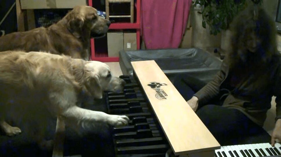 Precious Pair of Pitch-Perfect Pooches Play Piano (VIDEO)