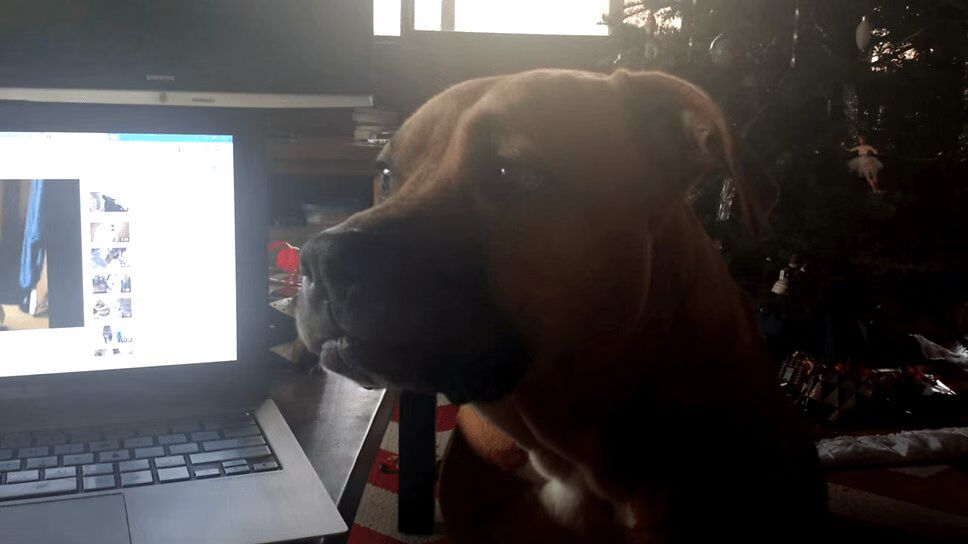 Precious Pit Bull Pup Tries To Howl - Super Cute! (VIDEO)