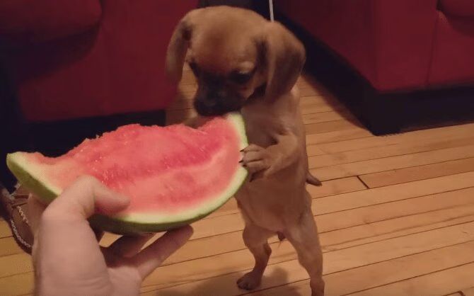 Puppy Tastes Watermelon For The Very First Time And It's Glorious (VIDEO)
