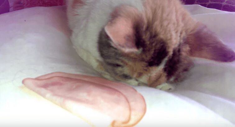 Rescue Cat Wakes Up To Ham And It Was Glorious (VIDEO)