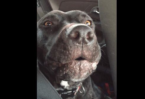 Rescue Dog Sings 'Hello' By Adele (VIDEO)