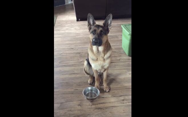 Smart Dog Tells Its Human It's Time To Eat (VIDEO)