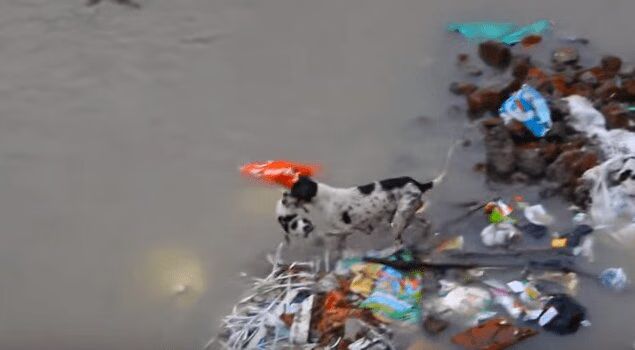 Street Dog Saves Her Puppies From Devastating Flood (VIDEO)