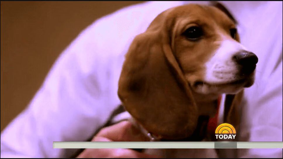 These Adorable Puppies May Be the Key to Saving Endangered Species! (VIDEO)