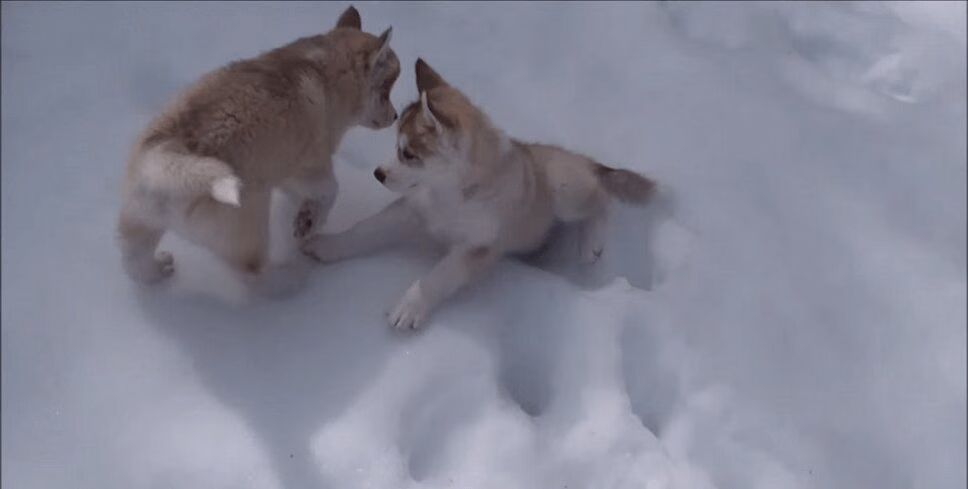 7-Week-Old Husky Puppies Play In First Snow - So Cute! (VIDEO)
