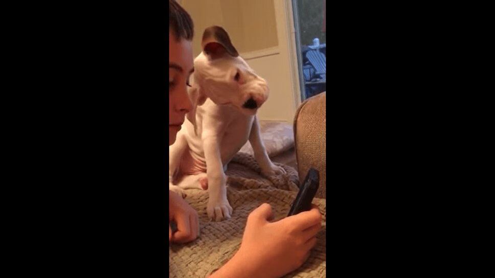 Adorable Boxer Puppy Reacts To Smartphone - So Cute! (VIDEO)
