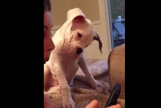 Adorable Boxer Puppy Struggles To Understand Human's Phone - Too Cute (VIDEO)