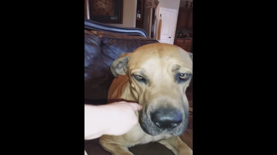 Adorable Dog Hides An Entire Sandwich -- In His Mouth! (VIDEO)