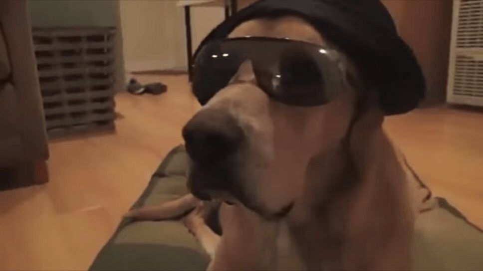 Adorable 'Funny Dogs Dressing Up' Compilation Is Hilarious! (VIDEO)
