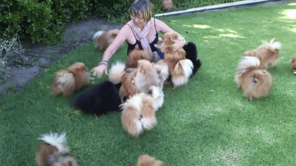 Adorable Pomeranian Pups Greet Owner With Fuzzy Hugs (VIDEO)