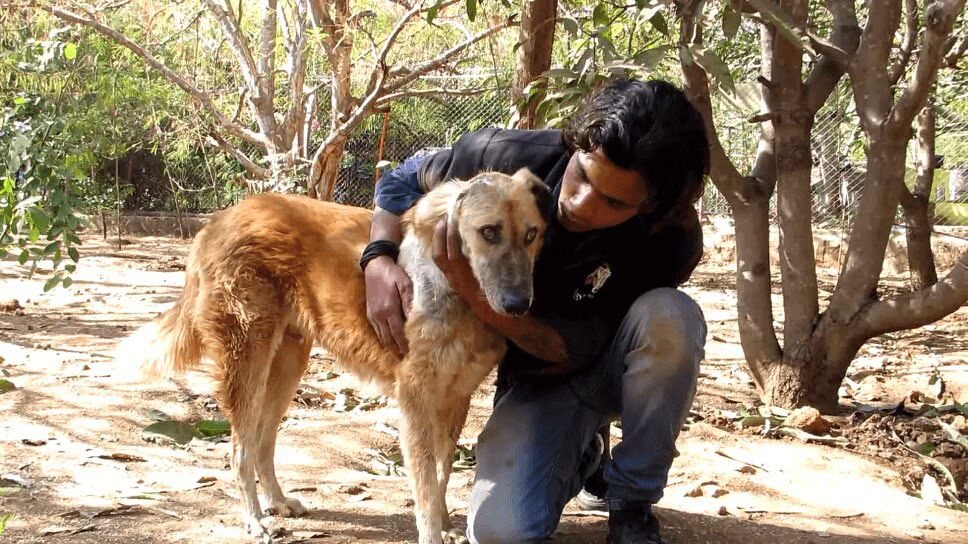 Amazing Heroes Rescue Injured Street Dog Near Death (VIDEO)