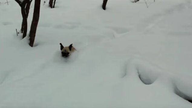 Best of 'Pugs Losing Themselves In Snow' Compilation Video