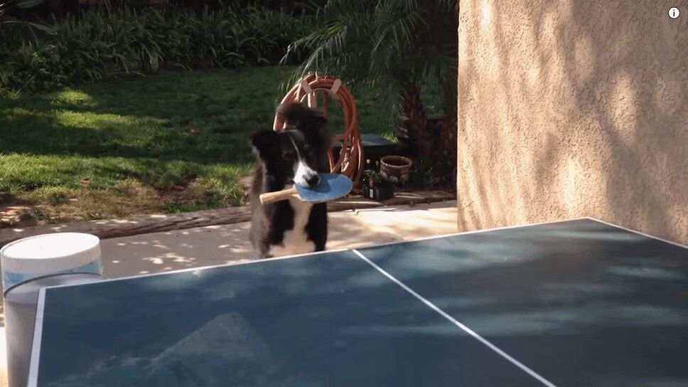 Brilliant Dog Plays Ping Pong - For the Win! (VIDEO)