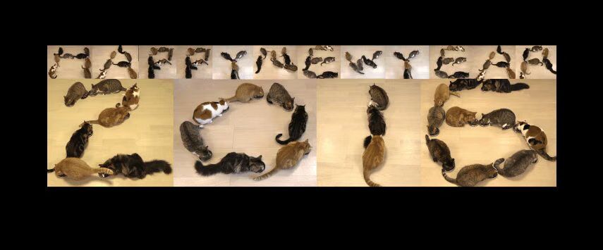 Clever Cat Writing For New Year (VIDEO)
