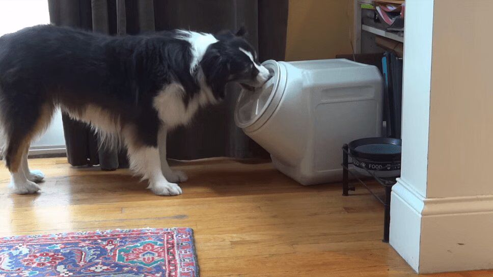 Clever Dog Opens 'Dog-Proof' Container - Hilarious! (VIDEO)