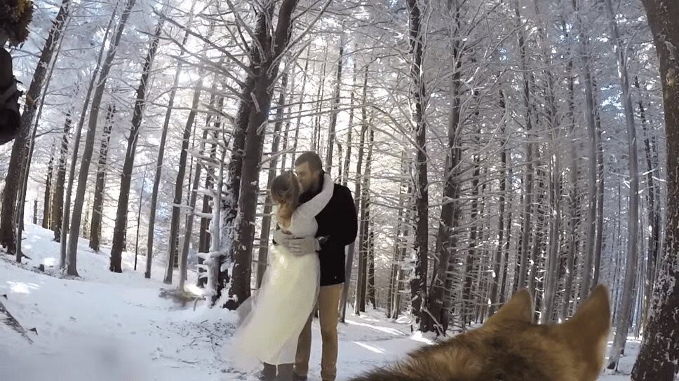Dog With a GoPro Is Best Wedding Photographer Ever! (VIDEO)