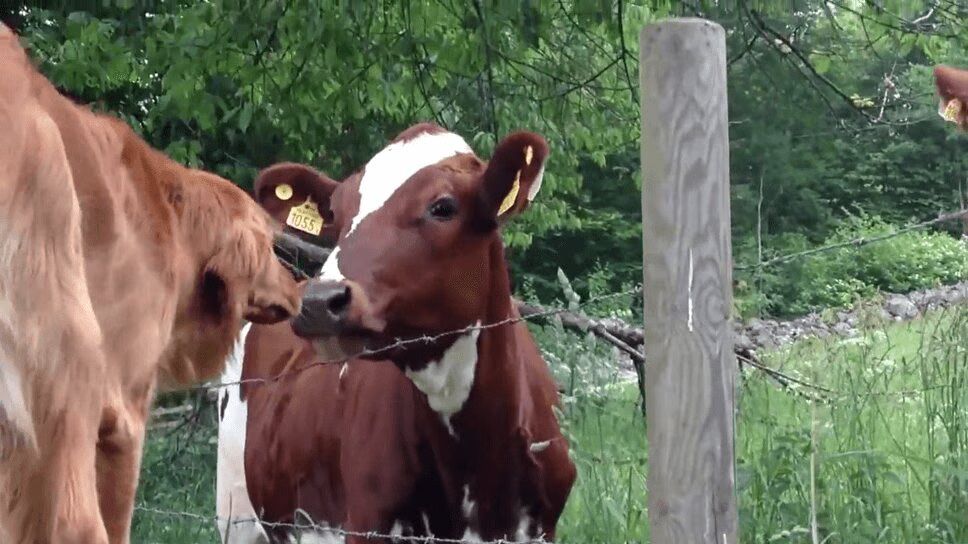 Dog and Cow Are the World's Most Adorable Best Friends (VIDEO)