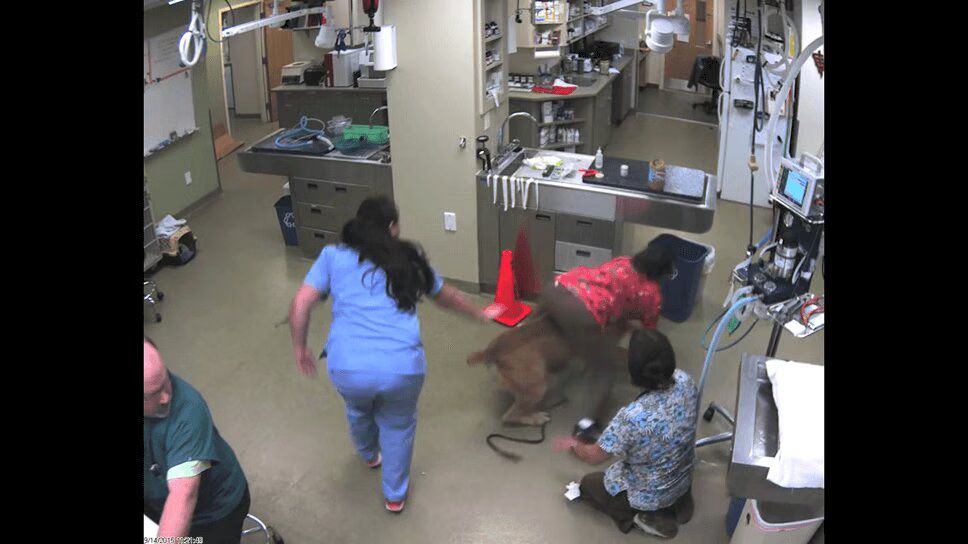 Huge Dog Takes Veterinarian for a Ride - Ridiculous! (VIDEO)
