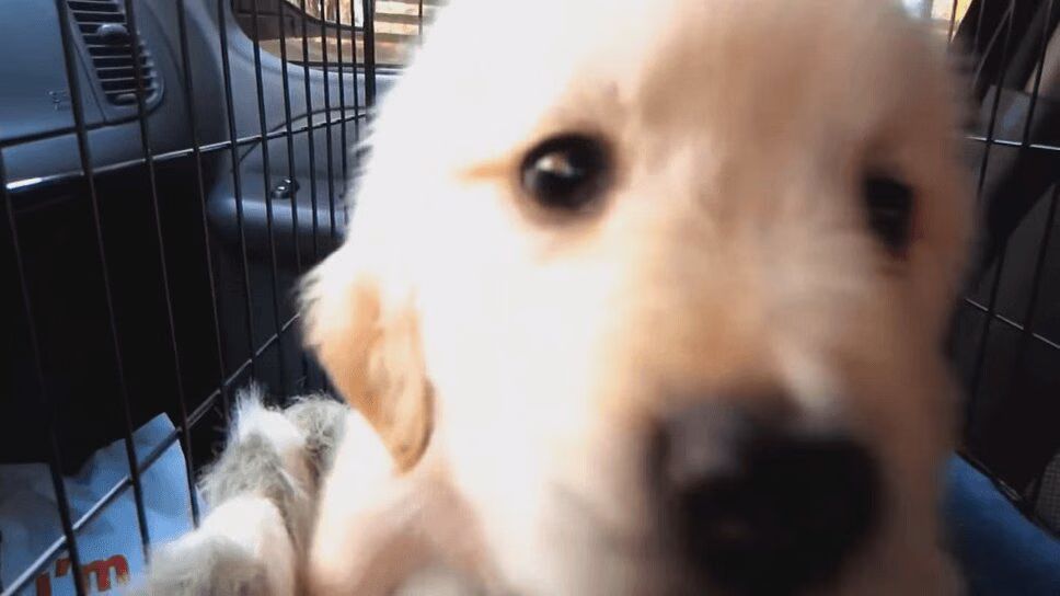 One Year With A Golden Retriever Puppy Will Brighten Your Monday (VIDEO)