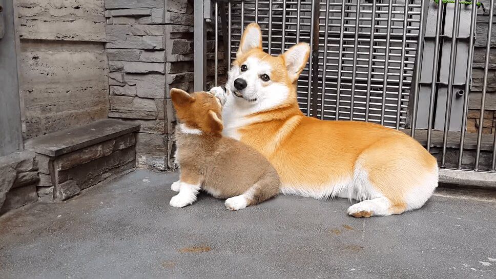 Precious Corgi Teaches Friend How To Sit - So Adorable! (VIDEO)