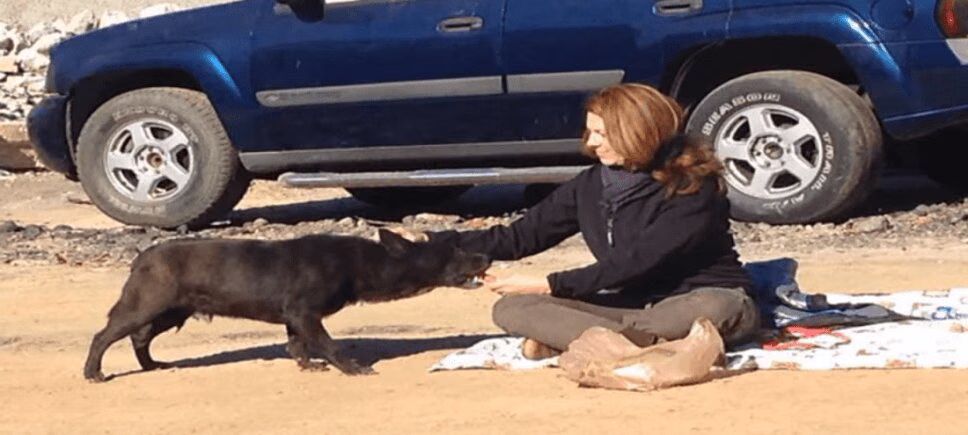Precious Dog Reunited With Family After Being Missing for Two Years (VIDEO)