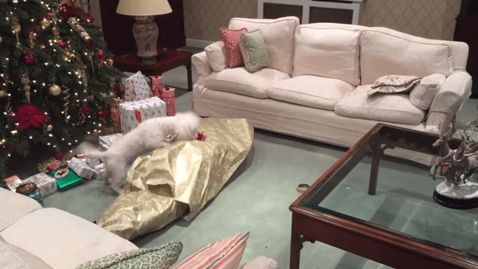 Precious Dog Unwraps Owner for Christmas (VIDEO)