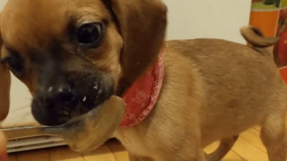 Precious Puggle Puppy Tastes Peanut Butter For the First Time! (VIDEO)
