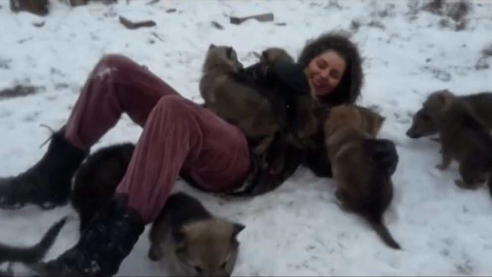 Precious Wolf Dog Puppies Pounce Owner With Kisses (VIDEO)
