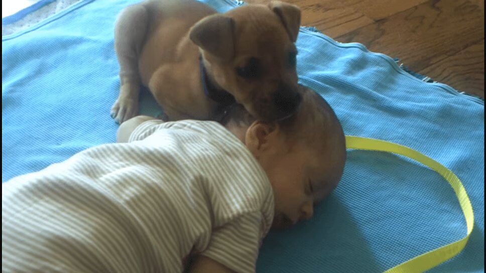 Sleepy Little Puppy Falls Asleep On Baby - So Sweet! (VIDEO)