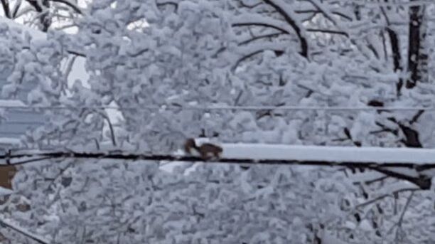 Squirrel Snow Removal Service Now Open For Business (VIDEO)