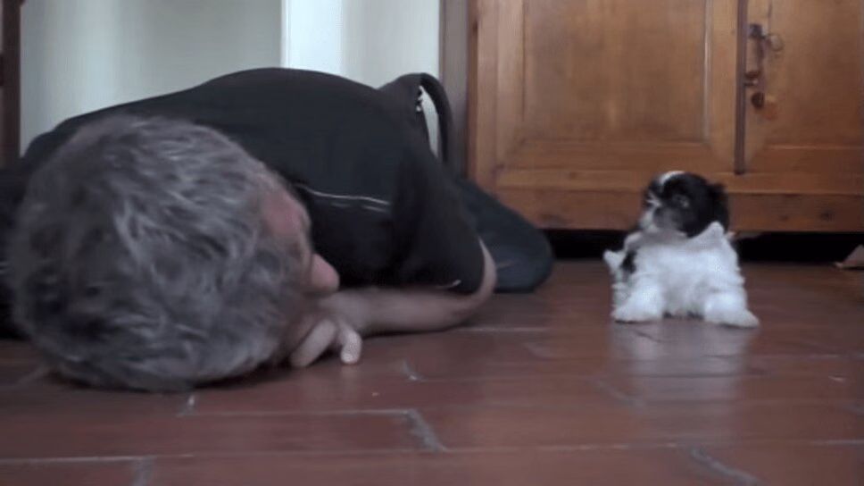 Tiny Shih-Tzu Puppy Playing With Grown Man Is Impossibly Adorable (VIDEO)