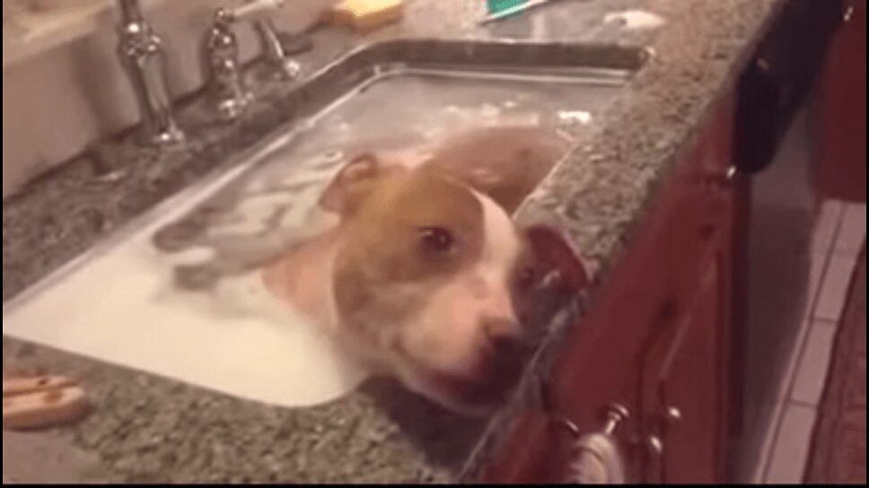 Abused Pit Bull Given Relaxing Spa Bath for His Wounds (VIDEO)