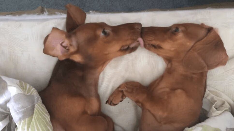 Adorable Dachshund Pups Kiss Each Other Goodnight (VIDEO)