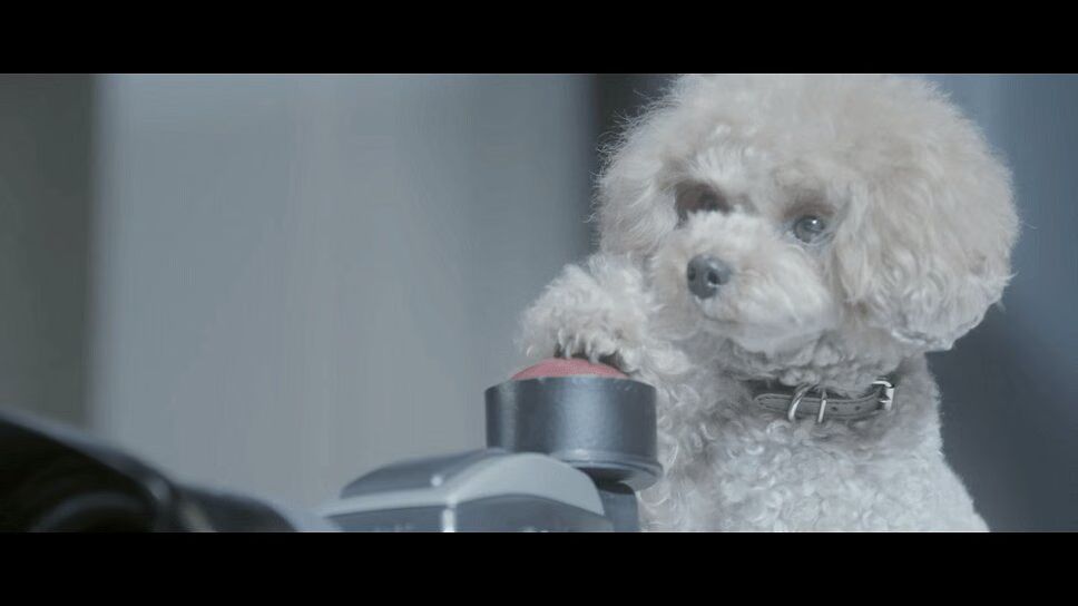 Adorable Dogs Become World's Cutest Family Photographers (VIDEO)