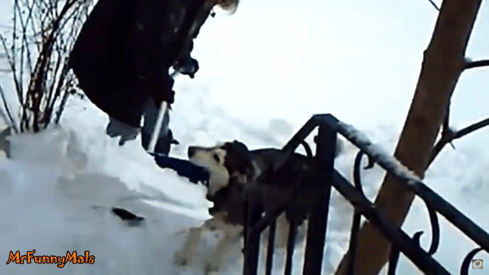 Adorable Dogs Shoveling Snow Help Make Winter Easier (VIDEO)