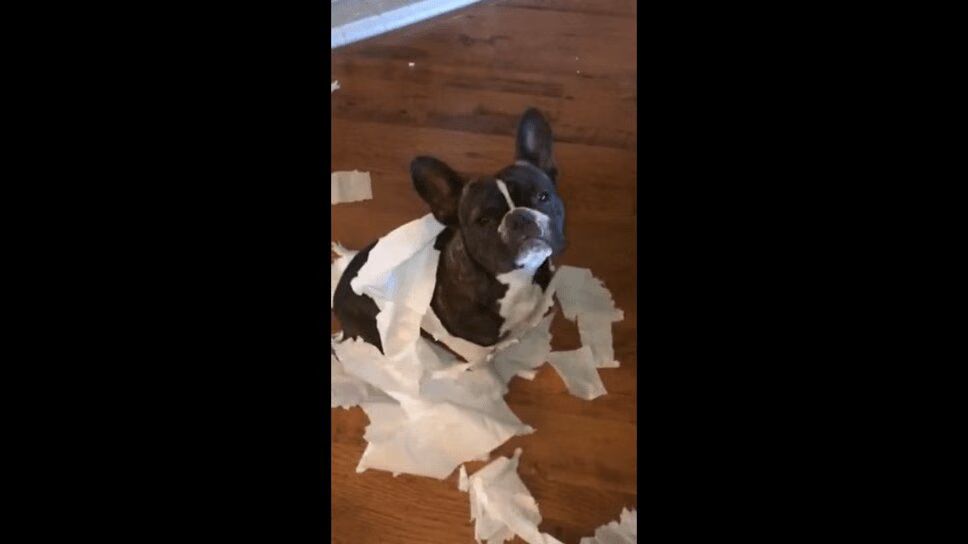 Adorable French Bulldog Outed By Best Friend - Hilarious! (VIDEO)