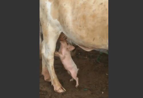 Source: LiveLeak