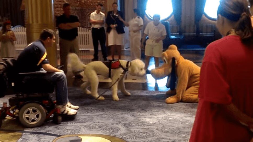 Adorable Service Dog Meets His Disney Idol - So Cute! (VIDEO)