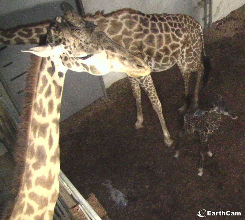 Source: EarthCam