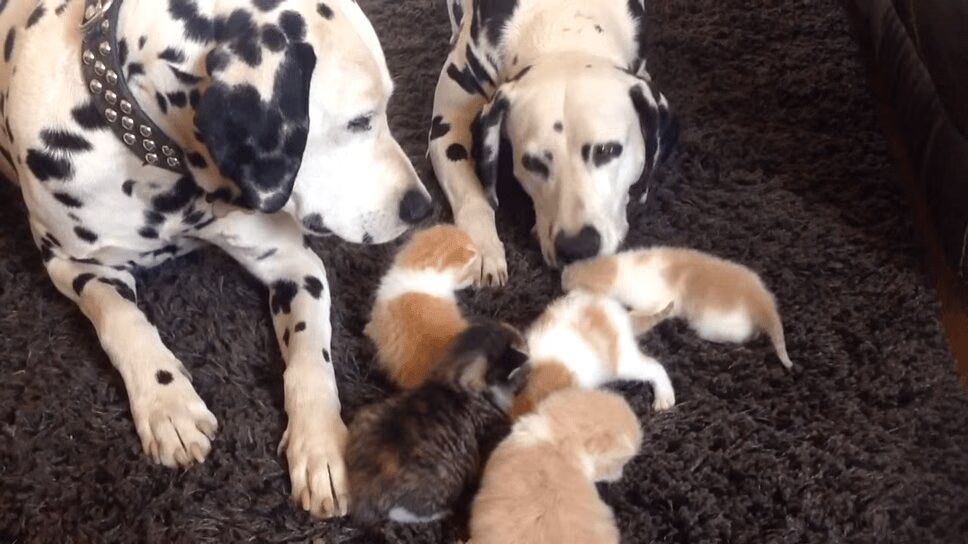 Dalmatians Adopted a Litter of Adorable Kittens - So Cute! (VIDEO)