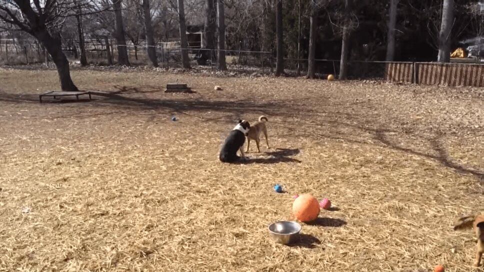 Disabled Pit Bull and Rescued Street Dog Are Adorable Playtime Friends (VIDEO)
