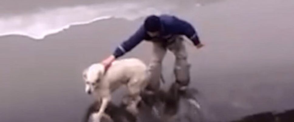 Dog Rescue Compilation Shows How Far Humans Will Go for Man's Best Friend (VIDEO)