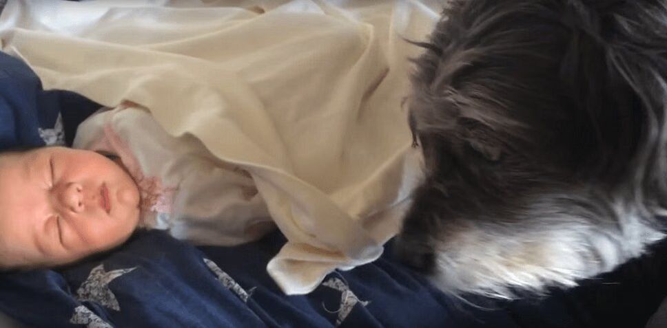 Doting Dog Tucks In Newborn Baby Brother - Adorable! (VIDEO)